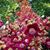Connie Paslaski's profile image