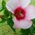 Clarissa Guerra-Thompson's profile image