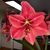 Roxanne Nixon's profile image