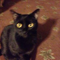 Geralyn Porter Mammolito's profile image