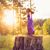 Shauna Rosenberry's profile image