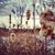 Ann DiPetta's profile image