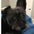 Nancy J Heston Williams's profile image