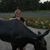 Julie Merrill's profile image