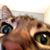 Susan Schneider's profile image