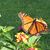 Judith Andersen's profile image