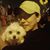 Dima Elissa's profile image