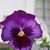 Jane Ann Hite Gibson's profile image