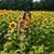 Alicia Thibault's profile image