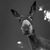 Vincenzo Brunacci's profile image