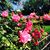 Lila Heffel's profile image