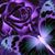 Elaine Galardo's profile image