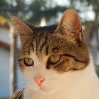 Mary Nystrom's profile image