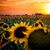 Tracy Fikes Englet's profile image