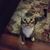 Cathy Zinkel Krussel's profile image