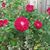 Ellen Farshee's profile image