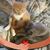 Tracie Cook-Renner's profile image