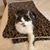 Kathy Taylor Moreschi's profile image