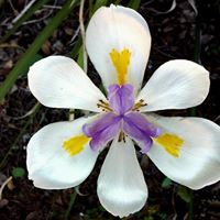 Linda Elkins's profile image