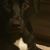 Nicoleta Puscas's profile image