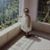 শমনা পাত্র's profile image