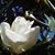 Michelle Lemmond Whiteleather's profile image