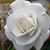 Jimmy Brown's profile image