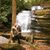 Shena Lackman's profile image