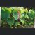 Kalei Contrades's profile image