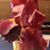 Deborah Bell's profile image