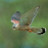 TomL's profile image