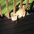 Barbara Allen's profile image