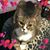 Bella Drapeau's profile image