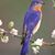 Laurie Marvin's profile image