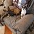 Joanie Olson's profile image