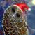 Pat Hermann Rossiter's profile image