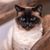 Louie Deligianis's profile image