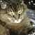 JoAnn Senka Szott's profile image