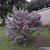 Melissa Sellars Van's profile image