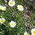 Karen Browne Smith's profile image