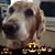 Pam Davies's profile image