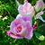 Robin Varner Regan's profile image