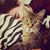 Brandy Woolsey's profile image