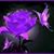 Mary Hargues's profile image
