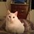 Robin Yvette Harper's profile image