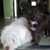 Angel Rosales's profile image