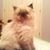 Carol Caldwell Lana's profile image