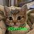 Jessica Visalli's profile image