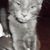 Diana Symonds's profile image