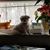Karen Blalack Schroeder's profile image